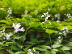 Circaea × intermedia