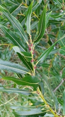 Salix daphnoides