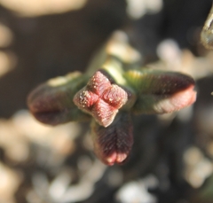 Crassula pyramidalis