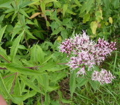 Eupatorium cannabinum