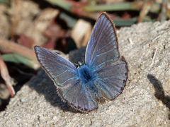 Polyommatus celina