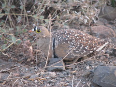 Pterocles bicinctus multicolor