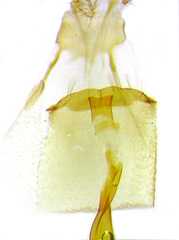 Gretchena watchungana