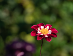 Dahlia coccinea
