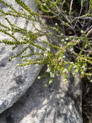 Phylica humilis