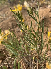 Ericameria bloomeri