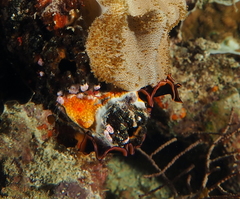 Pseudobiceros gloriosus