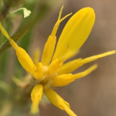 Ericameria bloomeri