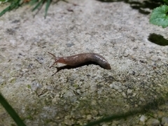 Deroceras reticulatum