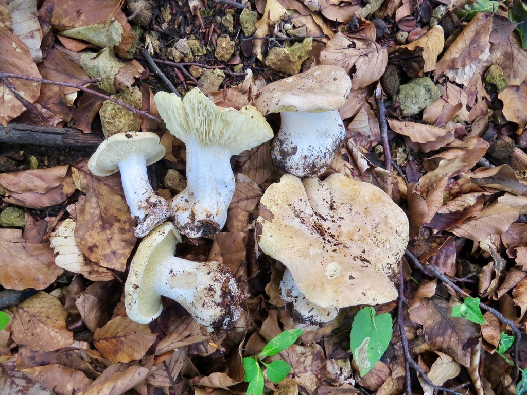 Leucopaxillus compactus