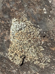 Rhizoplaca subdiscrepans