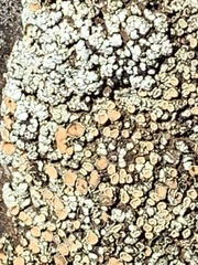 Rhizoplaca subdiscrepans