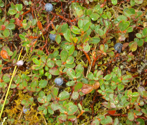 Vaccinium uliginosum legacy iNaturalist observation