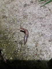 Deroceras reticulatum