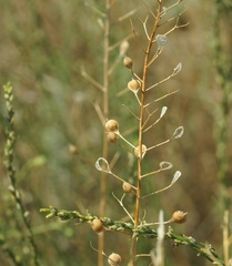Camelina microcarpa