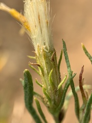Ericameria bloomeri