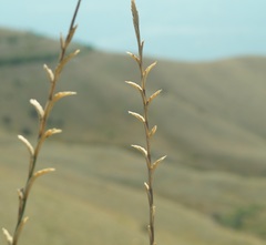 Thinopyrum elongatum