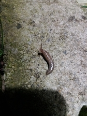 Deroceras reticulatum