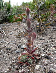 Crassula tomentosa