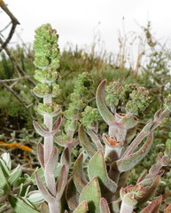 Crassula tomentosa
