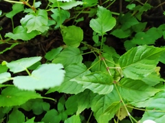 Circaea × intermedia
