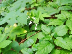 Circaea × intermedia