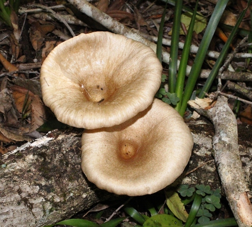 Funnel Woodcap
