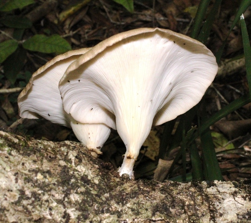 Funnel Woodcap
