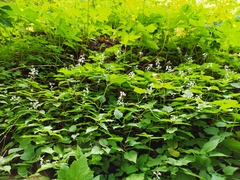 Circaea × intermedia