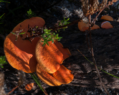 Pycnoporus sanguineus image