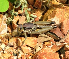 Brachystola behrensii