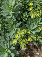 Euphorbia portlandica