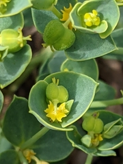 Euphorbia portlandica