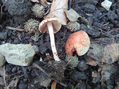 Inocybe godeyi