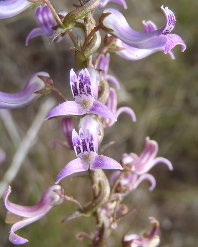 Baroe Finger Baroe (Plants of the Tygerberg Nature Reserve) · iNaturalist