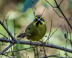 Atlapetes citrinellus