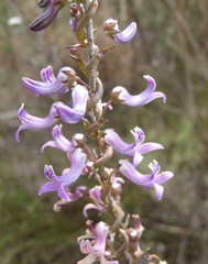 Cyphia digitata digitata