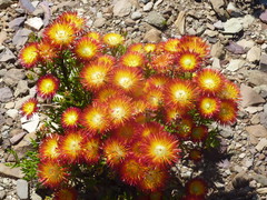 Drosanthemum bicolor