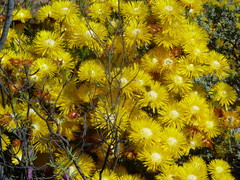 Drosanthemum bicolor