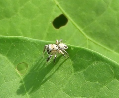 Habronattus aztecanus