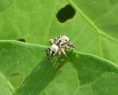 Habronattus aztecanus