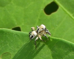 Habronattus aztecanus