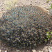 Euphorbia heptagona heptagona - Photo no hay derechos reservados, subido por Di Turner