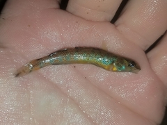 Etheostoma stigmaeum