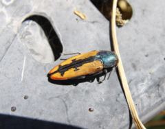 Buprestis viridisuturalis