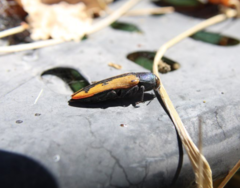 Buprestis viridisuturalis