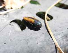 Buprestis viridisuturalis