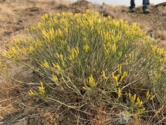 Ericameria nauseosa nana