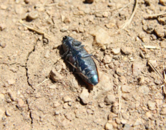 Buprestis viridisuturalis