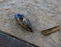 Buprestis viridisuturalis